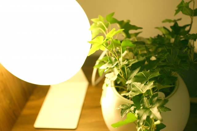 LEDを浴びる植物